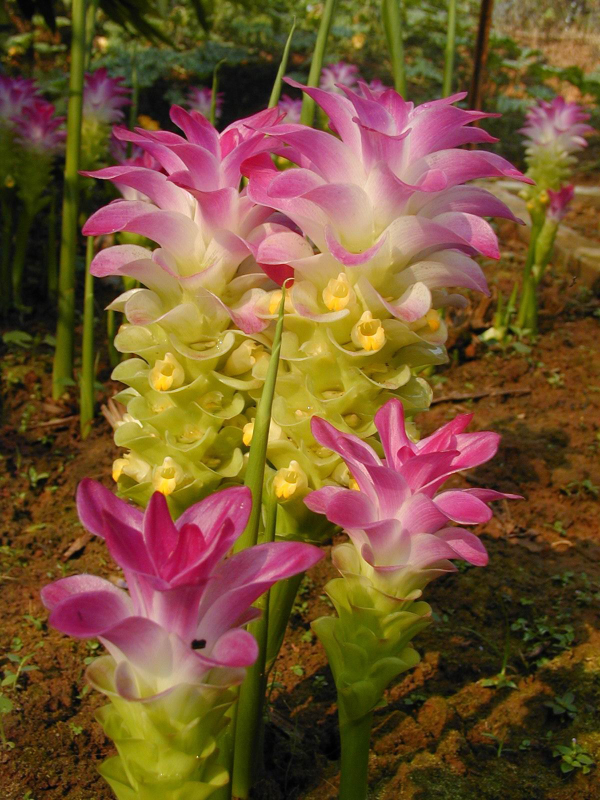 Ở Việt Nam, cây nghệ trắng thường mọc tự nhiên ở vùng núi cao, số lượng ít nên rất nhiều người còn chưa biết tới. Ảnh xtbg.