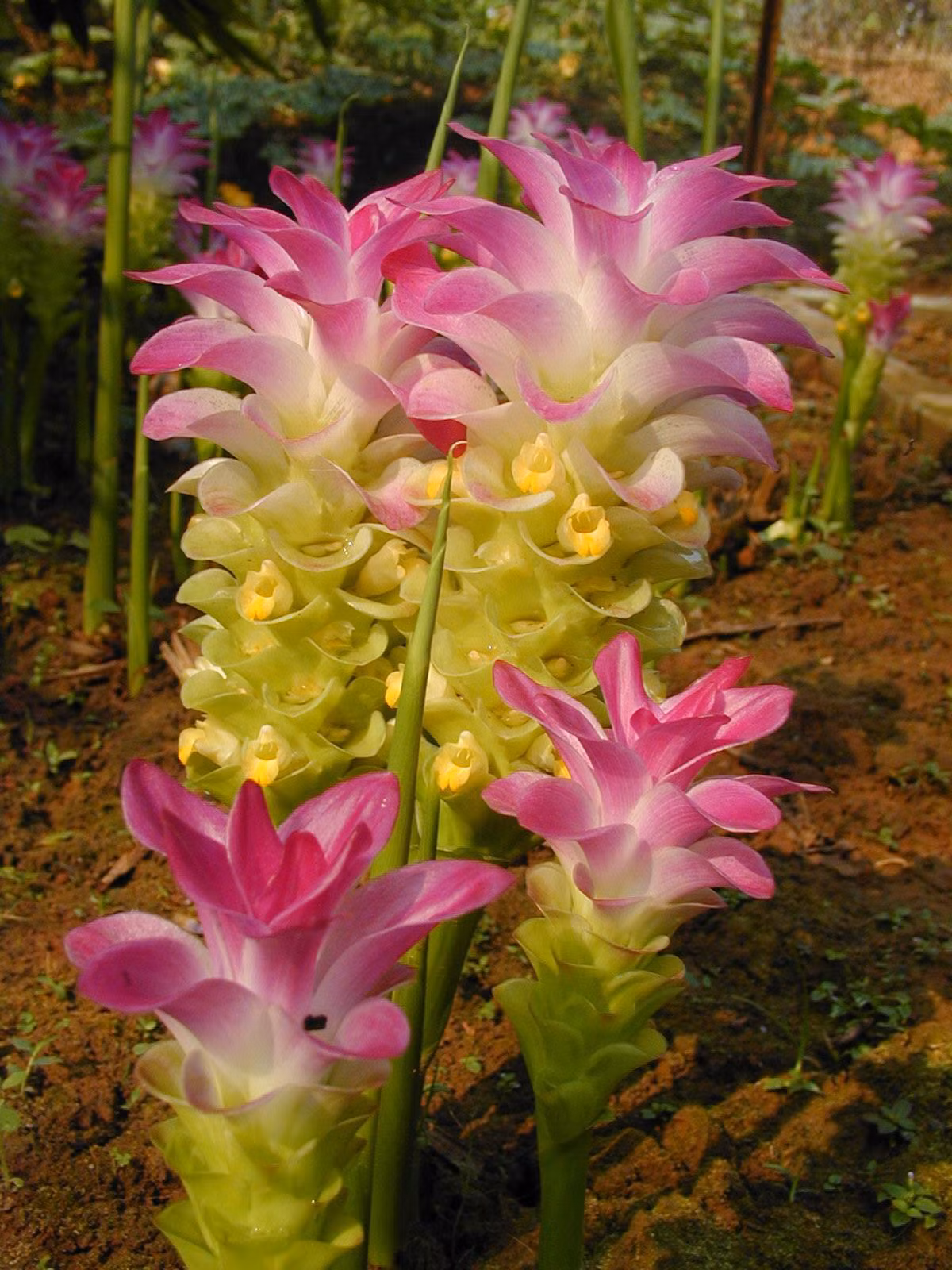 Ở Việt Nam, cây nghệ trắng thường mọc tự nhiên ở vùng núi cao, số lượng ít nên rất nhiều người còn chưa biết tới. Ảnh xtbg.