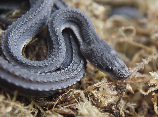 Rắn rồng thường sinh sống ở những khu vực gần nước hoặc suối, rừng, đầm, đầm lầy, và đặc biệt là các đồng lúa. Ảnh Ball-Pythons.