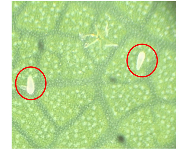 Nhện lông nhung sống trong lớp lông mịn bao phủ lá, hoa và quả. Loài nhện này chỉ phát sinh ở bề mặt dưới làm cho lá nhỏ, cong queo. Ảnh tanthanhco.