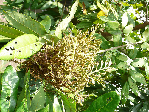 Nhện lông nhung chích hút mô lá, hoa quả, hút dinh dưỡng, làm cho bộ phận bị hại dị dạng, nhăn nhúm, phồng rộp. Ảnh bvtvnamdinh.