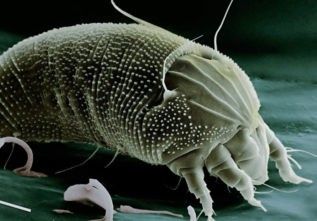 Nhện lông nhung thích râm mát sợ ánh sáng. Ảnh terenowy.