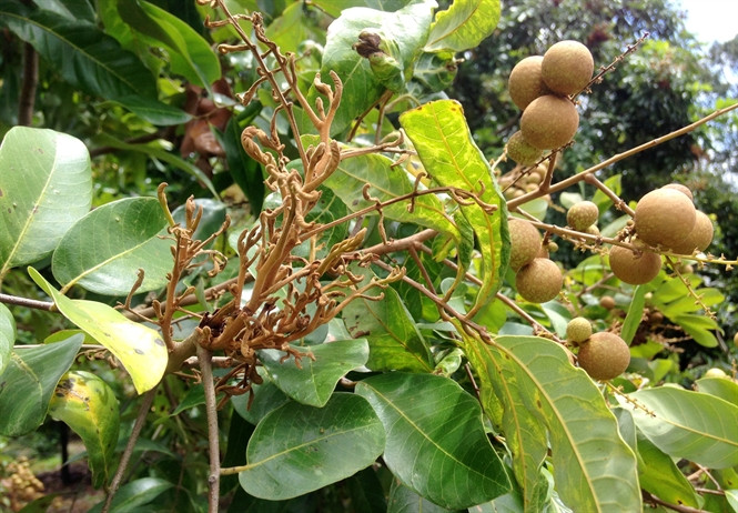 Trong khi đó, hoa bị nhện lông nhung ký sinh không có khả năng nở hoa và thụ phấn. Quả bị nhện lông nhung hại thì quả non không lớn lên được và sau đều bị rụng. Ảnh congtyhai.