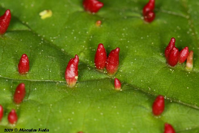 Nhện mẹ sẽ chết sau khi đẻ trứng 2-3 ngày. Loài nhện này trưởng thành qua mùa đông và bắt đầu sinh sản vào vụ xuân (tháng 3). Ảnh biolib.