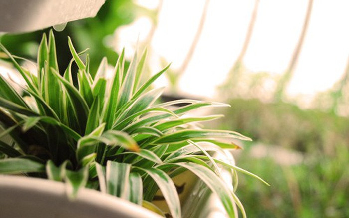 Cây dây nhện còn có ý nghĩa đem lại may mắn, tài lộc cho người chủ. Ảnh mediacdn.