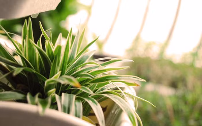 Cây dây nhện còn có ý nghĩa đem lại may mắn, tài lộc cho người chủ. Ảnh mediacdn.