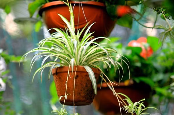 Không chỉ có tác dụng trang trí và lọc sạch không khí, cây dây nhện còn có thể dùng làm thuốc với tác dụng thanh nhiệt giải độc, bổ phổi... Ảnh cayvahoa.