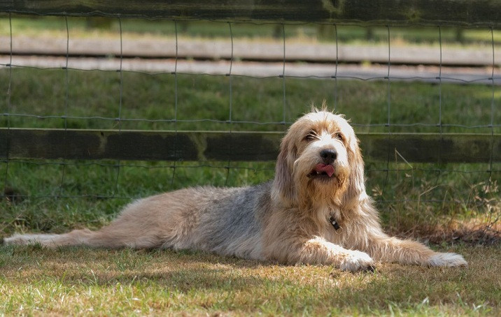 Chó săn rái cá có sức mạnh bền bỉ và có khả năng chịu được những điều kiện khắc nghiệt của thời tiết. Ảnh 101dogbreeds.