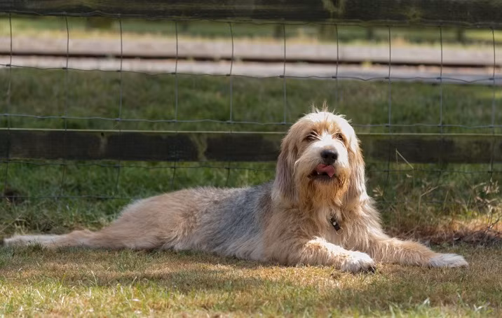 Chó săn rái cá có sức mạnh bền bỉ và có khả năng chịu được những điều kiện khắc nghiệt của thời tiết. Ảnh 101dogbreeds.