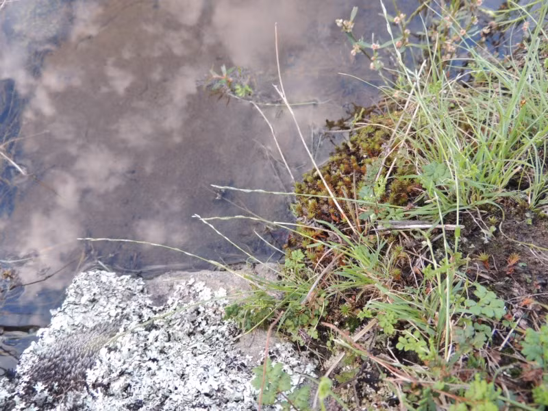 Tuy nhiên, nếu không được cung cấp nước trong một thời gian quá dài, cỏ Tripogon loliiformis có thể sẽ bị chết thực sự. Ảnh blogspot.