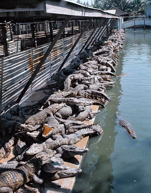 Ở Việt Nam, cá sấu Xiêm phân bố ở Kon Tum, Gia Lai, Đắk Lắk, Khánh Hòa, Đồng Nai, Nam Bộ. Ảnh monaconatureencyclopedia.