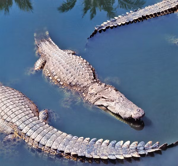 Cá sấu Xiêm sống chủ yếu trong nước. Chỉ những ngày nắng nóng mới lên cạn để tự điều chỉnh thân nhiệt. Ảnh monaconatureencyclopedia. 