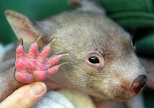 Bất chấp ngoại hình tròn ủn, gấu túi Wombat vẫn khá nhanh nhẹn. Nó có thể tăng tốc lên đến 40km/h trong một khoảng cách ngắn. Ảnh thvl.