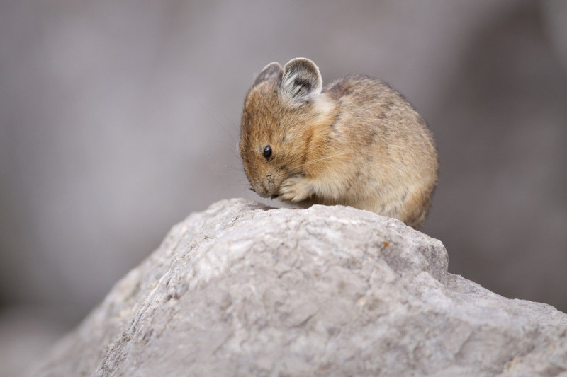 Thỏ cộc Mỹ sinh sống chủ yếu ở tây bắc Hoa Kỳ và tây Canada. Thức ăn chính của chúng là cỏ. Ảnh blogspot.