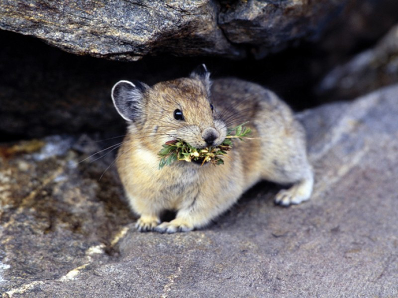 Trung bình, một chú thỏ cộc Mỹ sẽ thực hiện 10.000 chuyến đi mỗi mùa hè để tạo nên kho thức ăn nặng 25kg. Ảnh earthjustice.