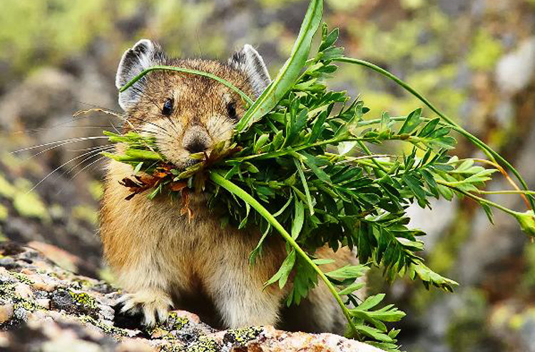 Tuổi thọ trung bình của thỏ cộc Mỹ khoảng 6 năm. Ảnh shutterstock.