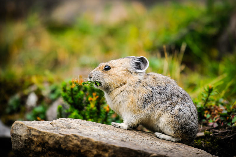 Do khu vực sinh sống của thỏ cộc Mỹ có mùa hè rất ngắn, chỉ khoảng 10 tuần nên chúng phải tận dụng quãng thời gian ấm áp này để tích trữ thức ăn cho mùa đông. Ảnh wordpress.