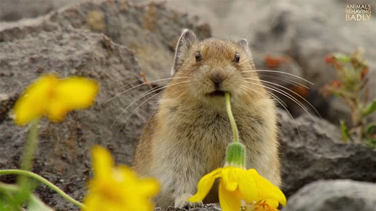  Thỏ cộc Mỹ là một loài động vật có vú nhỏ với chiều dài cơ thể đạt 21cm và trọng lượng chỉ vỏn vẹn 180g. Ảnh khoahoc.