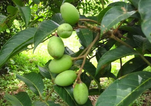 Quả cà na được thu hoạch vào khoảng tháng 7, tháng 8 âm lịch khi mùa nước nổi về. Ảnh nhathuocgpp.