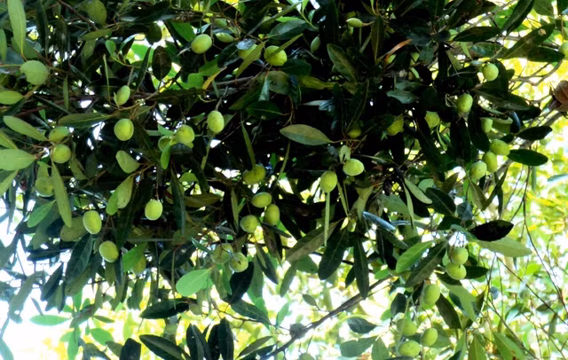 Cây cà na mọc trên vùng đất phèn, mặn nhưng cũng có thể sống được trên vùng đất ẩm hoặc có dao động thủy triều. Ảnh baodongthap.