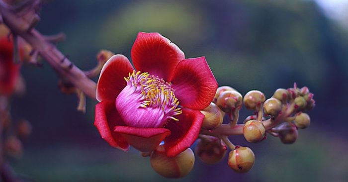 Không chỉ đẹp, hoa Sala còn là một dược liệu quý, chứa các chất kháng sinh, kháng nấm có tác dụng sát khuẩn và giảm đau. Ảnh dkn.