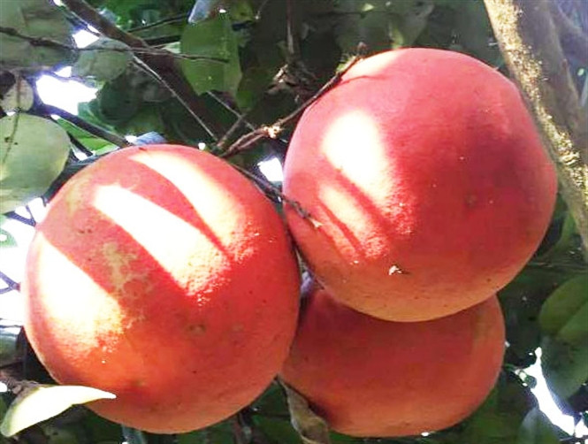 Bưởi đỏ Mê Linh có 2 loại là bưởi đỏ "Bánh Men" và bưởi đỏ "Lũm". Đây là hai giống bưởi đỏ có nguồn gen bản địa quý hiếm, có khả năng thích ứng với điều kiện khí hậu, thổ nhưỡng ở nhiều địa phương. Ảnh googleusercontent.