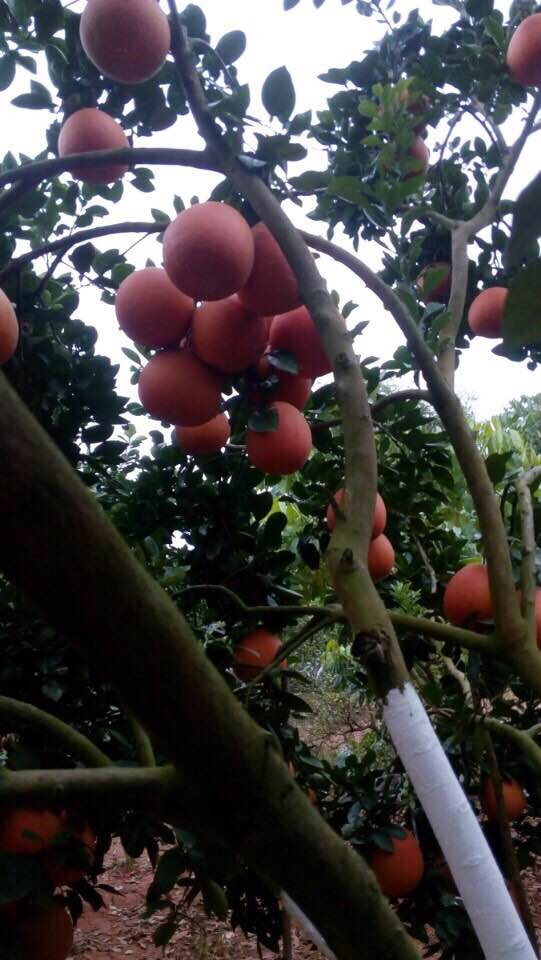 Bưởi đỏ Mê Linh có hương thơm đặc trưng, vị ngọt thanh. Ảnh biggreen.