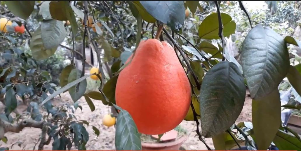 Giống bưởi đỏ Mê Linh lúc còn non trông không khác gì những loại bưởi bình thường khác với vỏ màu xanh. Chỉ khi chín, vỏ của nó mới bắt đầu có màu vàng và dần đỏ lên nhìn rất đẹp mắt. Ảnh ytimg.