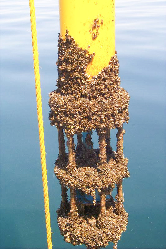 Trai ngựa vằn có khả năng bám chặt vào các vật cứng như động cơ, vỏ tàu, ông dẫn nước hay thậm chí là bám dính vào các sinh vật khác như tôm, rùa... Ảnh staticflickr.