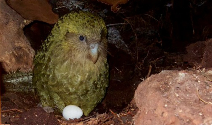 Vẹt Kakapo là loài động vật rất quý hiếm. Thậm chí, một chú vẹt Kakapo có tên Sirocco đã được Thủ tướng New Zealand - John Key quyết định bổ nhiệm làm “đại sứ về bảo tồn” của chính phủ. Ảnh dkn.