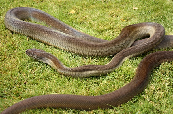 Trăn Papua lần đầu tiên được phát hiện vào năm 1878. Ảnh reptilefact.