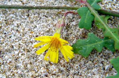 Từ rất lâu, rau sam biển đã rất quen thuộc với người dân miền biển, đặc biệt với người dân ở Bến Tre. Ảnh pgrvietnam.