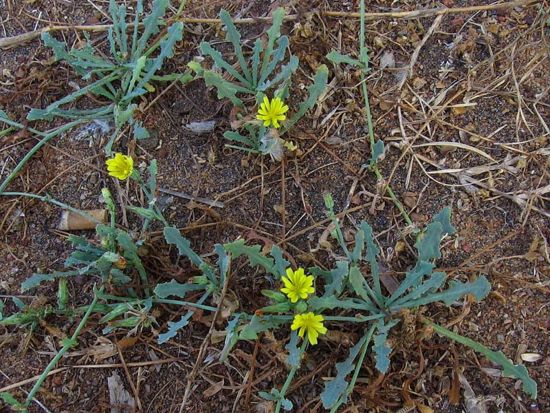  Rau sam biển cũng có thể ăn sống hoặc dược dùng làm món gỏi rất ngon. Ảnh ydvn.