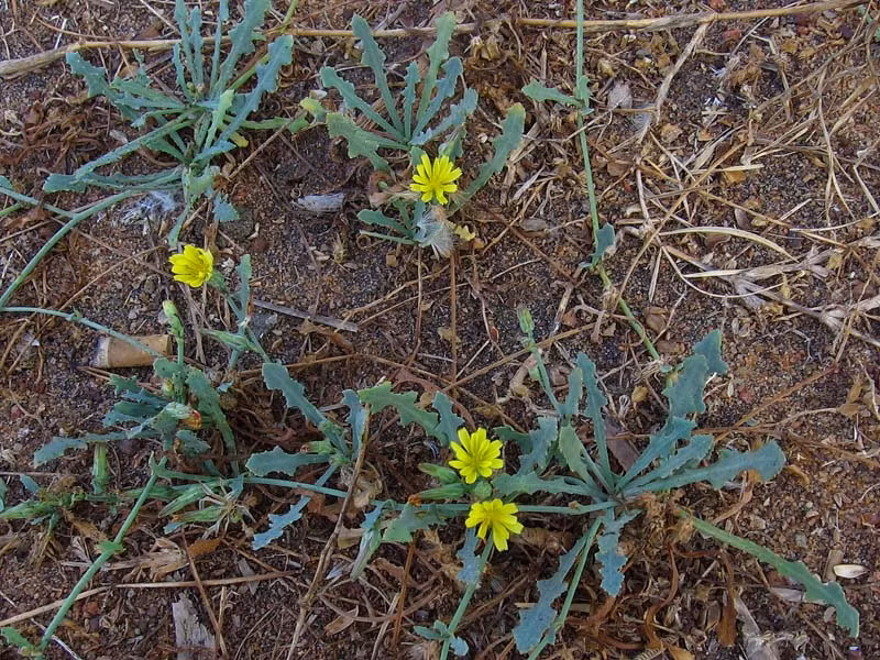  Rau sam biển cũng có thể ăn sống hoặc dược dùng làm món gỏi rất ngon. Ảnh ydvn.