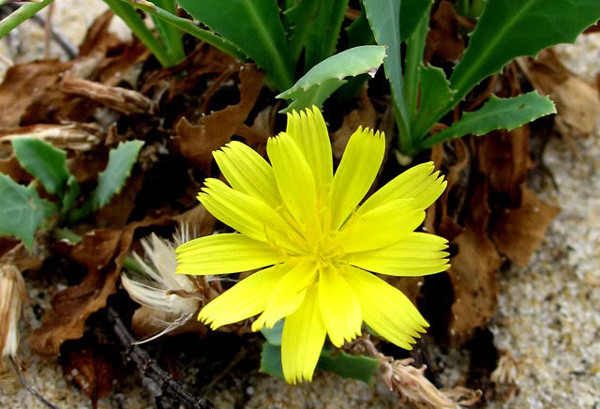 Không chỉ ăn được, rau sam biển còn có tác dụng chữa một số bệnh như các bệnh cảm sốt, miệng khô vì khát, bồi bổ sinh lực cho người yếu... Ảnh khoahocdoisong.