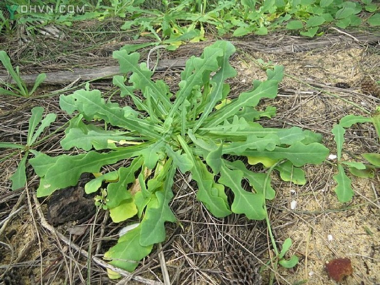 Rau sam biển có hoa vàng, lá hơi dài và dày, có củ màu trắng mọc dưới đất với kích thước nhỏ và dài. Loài rau này thường mọc trên những bãi cát ven biển vào mùa mưa. Ảnh ydhvn.