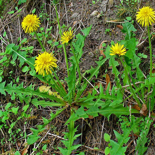 Ngoài Bến Tre, rau sam biển còn phân bố ở vùng ven biển các tỉnh như Quảng Ninh, Quảng Ngãi, Nam Định, Nghệ An, Hà Tĩnh... Ảnh blogspot.