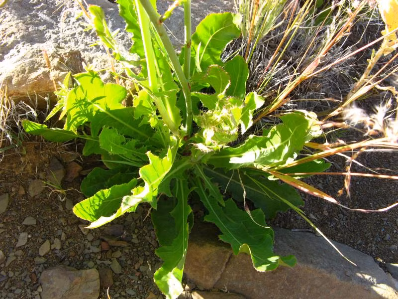 Rau sam biển còn có tên gọi khác là nam sa sâm, xà lách biển, rau sâm biển. Đây vốn dĩ là một loài cây mọc hoang dại nhưng lại là một loại dược liệu quý hiếm. Ảnh ydvn.