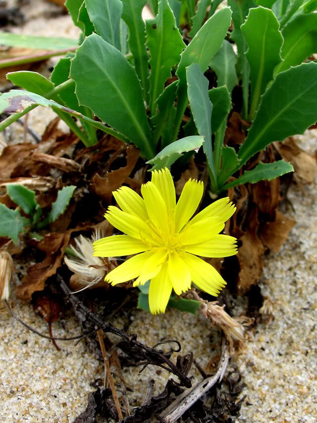 Rau sam biển thường được người dân Bến Tre sử dụng như một loại rau ăn hàng ngày. Trong khi đó, củ rau sam biển được phơi khô để nấu lấy nước uống hoặc ngâm rượu. Ảnh ydvn.