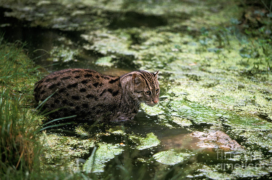  Mèo cá có khả năng bơi lội rất giỏi. Chúng có thể lặn sâu xuống để đuổi bắt con mồi dưới đáy nước. Ảnh fineartamerica.