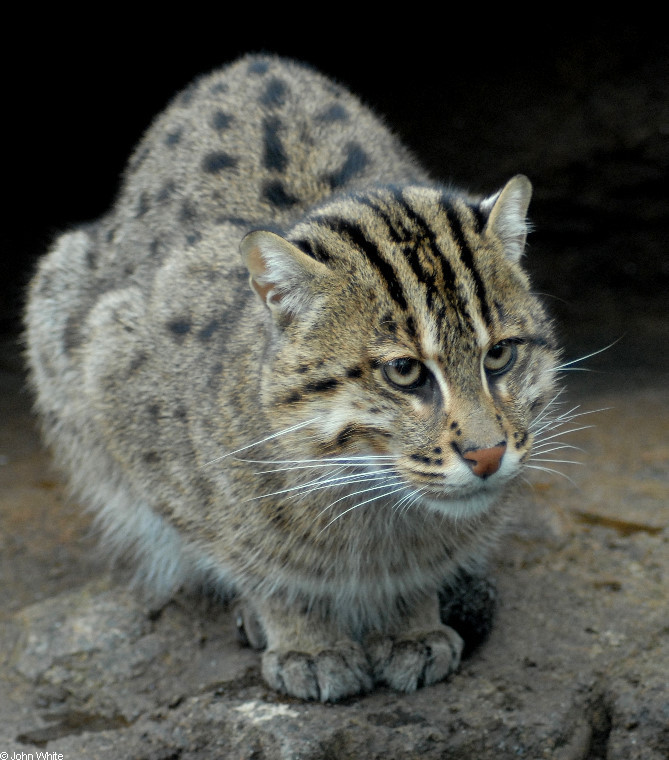 Mèo mẹ mang thai khoảng 63 ngày, mỗi lứa đẻ 1 - 4 con. Chúng thường làm tổ trong các hốc đất đá, bụi rậm, hốc cây… Ảnh berkeley.