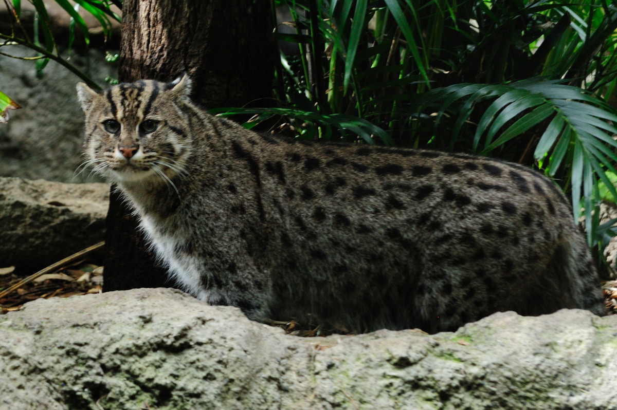 Ở Việt Nam, mèo cá phân bố ở các vùng rừng ngập mặn ở đồng bằng sông Cửu Long. Ảnh wikimedia.