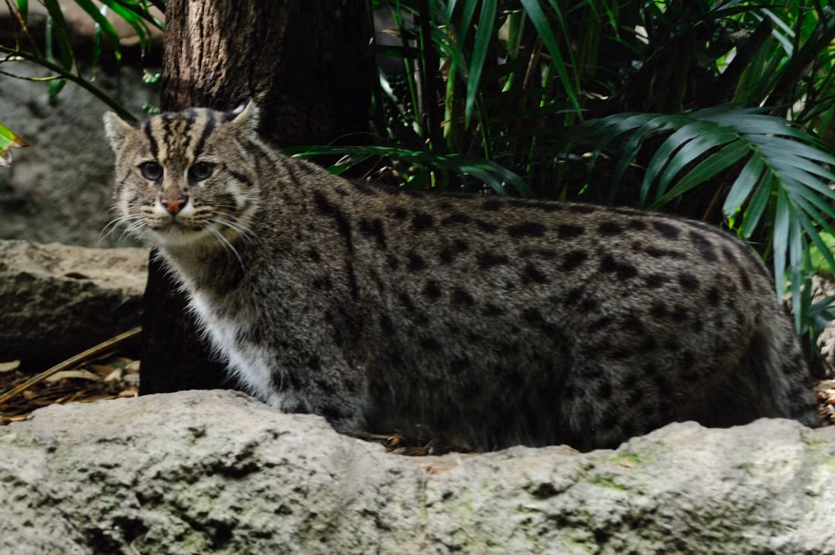 Ở Việt Nam, mèo cá phân bố ở các vùng rừng ngập mặn ở đồng bằng sông Cửu Long. Ảnh wikimedia.