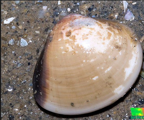 Ngao vạng là loài sống vùi. Khi hô hấp và bắt, nó thò vòi nước (siphon) lên mặt bãi, hình thành một lỗ hình bầu dục trên mặt cát. Ảnh researchgate.