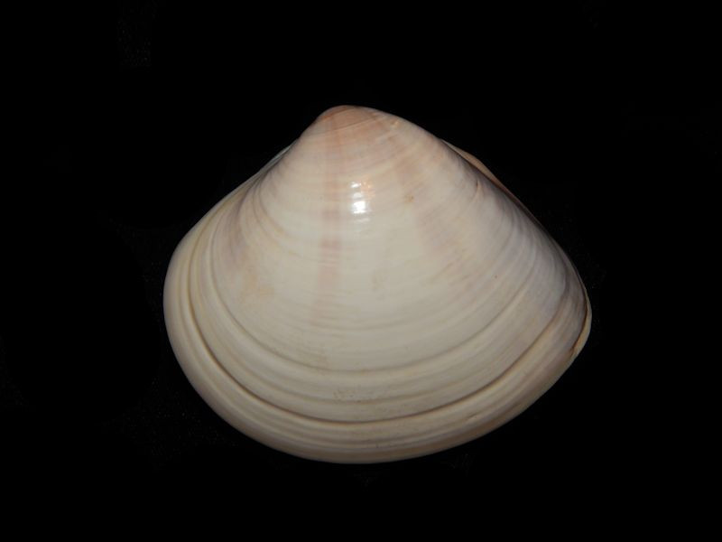 Ngao vạng là loài có kích thước lớn, vỏ hình tam giác, da vỏ có màu vàng nâu, trơn bóng, đường sinh trưởng mịn, rõ ràng. Ảnh Flickr.