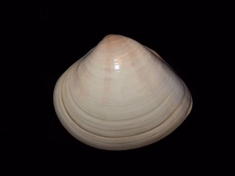 Ngao vạng là loài có kích thước lớn, vỏ hình tam giác, da vỏ có màu vàng nâu, trơn bóng, đường sinh trưởng mịn, rõ ràng. Ảnh Flickr.