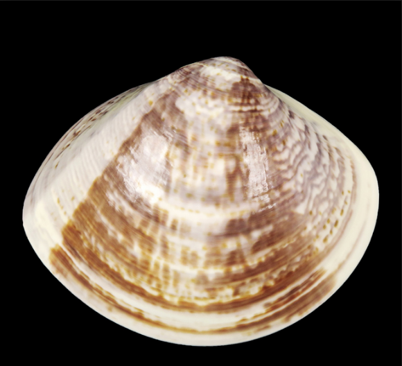  Con ngao vạng còn có tên gọi khác là ngao dầu với tên khoa học là Meretrix meretrix. Đây là một loài nhuyễn thể thân mềm 2 mảnh vỏ trong họ Ngao. Ảnh Conchology.