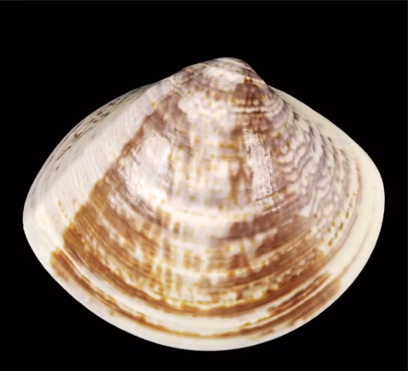  Con ngao vạng còn có tên gọi khác là ngao dầu với tên khoa học là Meretrix meretrix. Đây là một loài nhuyễn thể thân mềm 2 mảnh vỏ trong họ Ngao. Ảnh Conchology.