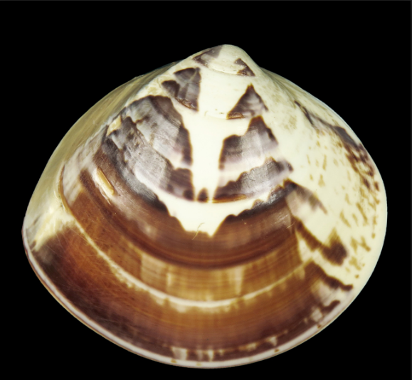 Thức ăn của ngao vạng gồm các vật chất hữu cơ lơ lửng, tảo (tảo Silic) và các vi sinh vật trong đất. Ảnh Conchology.