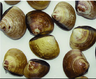 Tại Việt Nam, ngao vạng thường ở vùng triều, vùi mình trong cát tại các bãi triều gần cửa sông ven biển Miền Bắc và Miền Trung. Ảnh floridaseashellsandfossils.